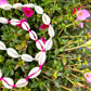 Shell choker pink